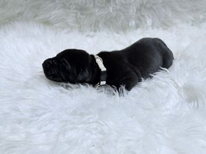 A tiny black newborn puppy sleeping peacefully on a fluffy white faux fur blanket wearing a small white collar.