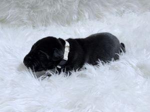 Tiny black newborn puppy sleeping peacefully on a fluffy white blanket, wearing a small white collar.