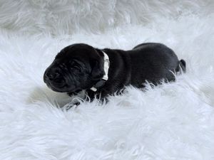 Tiny black newborn puppy with white collar resting on fluffy white fur blanket.