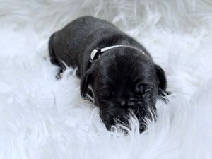 Tiny black newborn puppy sleeping peacefully on a fluffy white fur blanket with eyes closed.