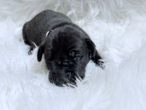 Tiny black newborn puppy sleeping peacefully on a soft white fluffy blanket.