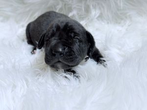 Tiny black newborn puppy sleeping on a fluffy white fur blanket.