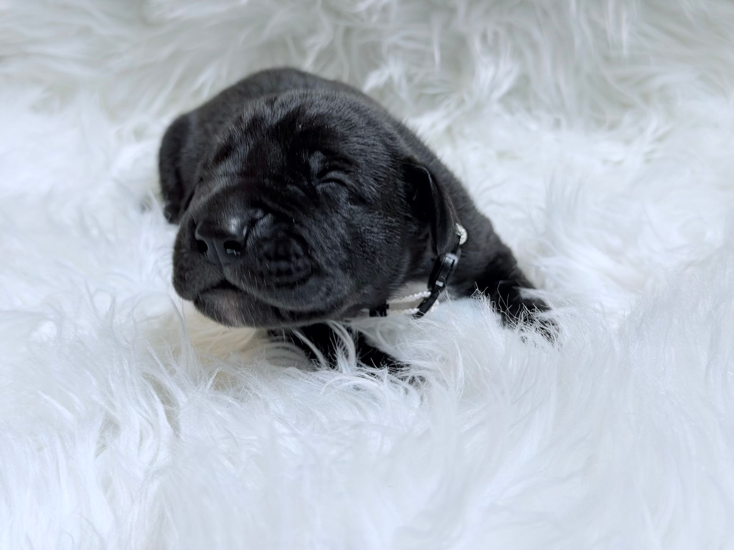 A tiny black newborn puppy with closed eyes rests peacefully on a fluffy white fur blanket.