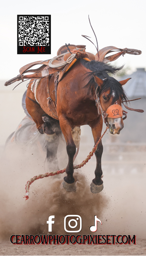 A bucking bay horse with western saddle kicks up dust at a rodeo, wearing an orange nose band, with social media icons below.