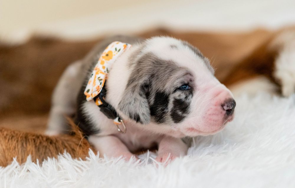 Adorable newborn puppy with merle markings wearing a floral collar resting on a white fluffy blanket.