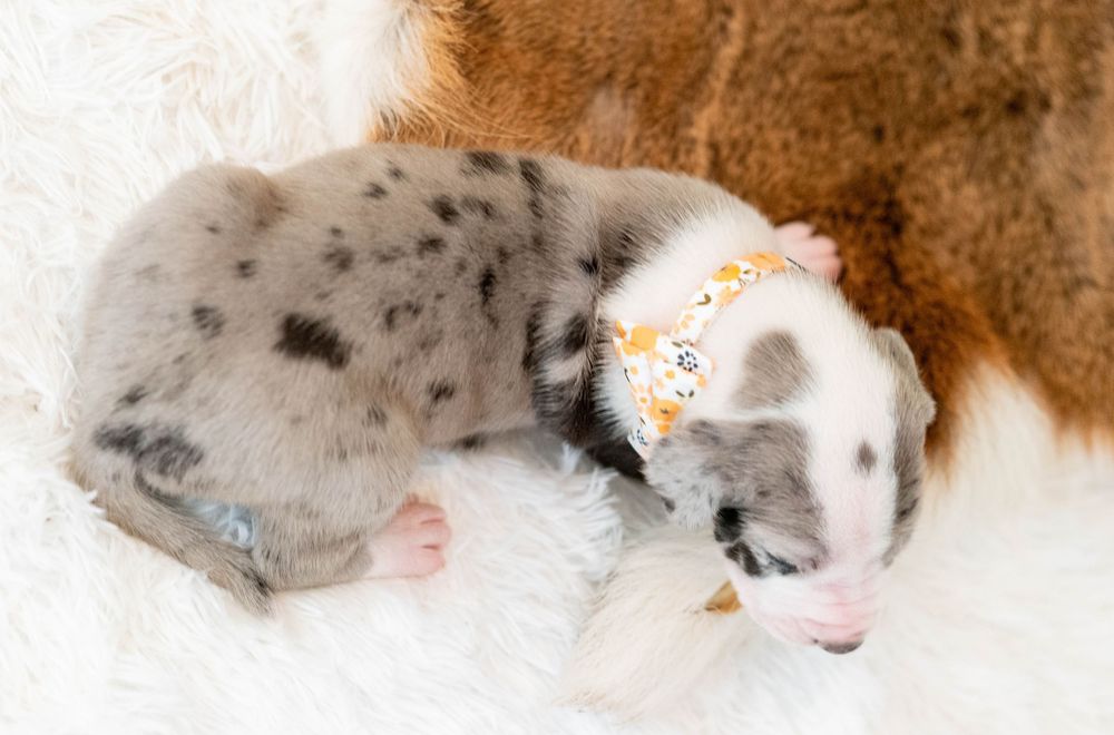 Two sleeping newborn puppies with merle markings rest on a white fluffy blanket, one wearing a floral bandana.
