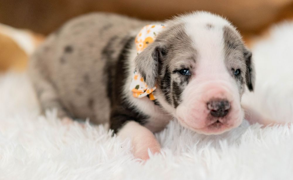 Adorable newborn Great Dane puppy with gray merle markings wearing a floral bandana resting on a white fluffy blanket.