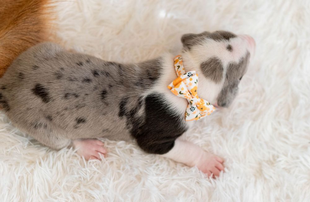 Newborn merle puppy wearing a yellow floral bow tie resting on a white fluffy blanket.