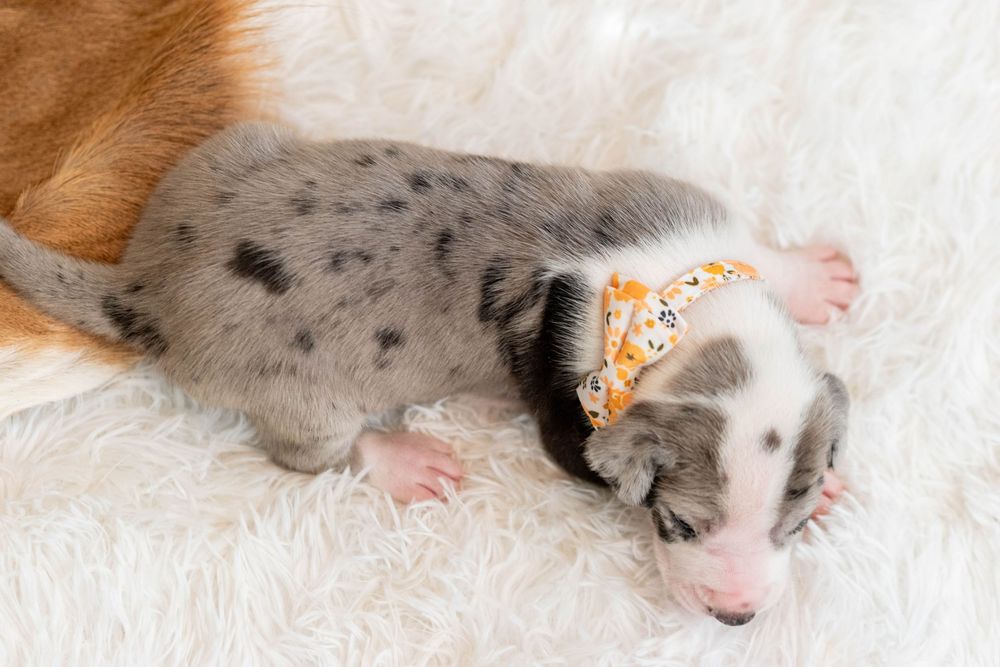 Newborn merle puppy with orange bandana sleeping on white fluffy blanket beside mother dog.