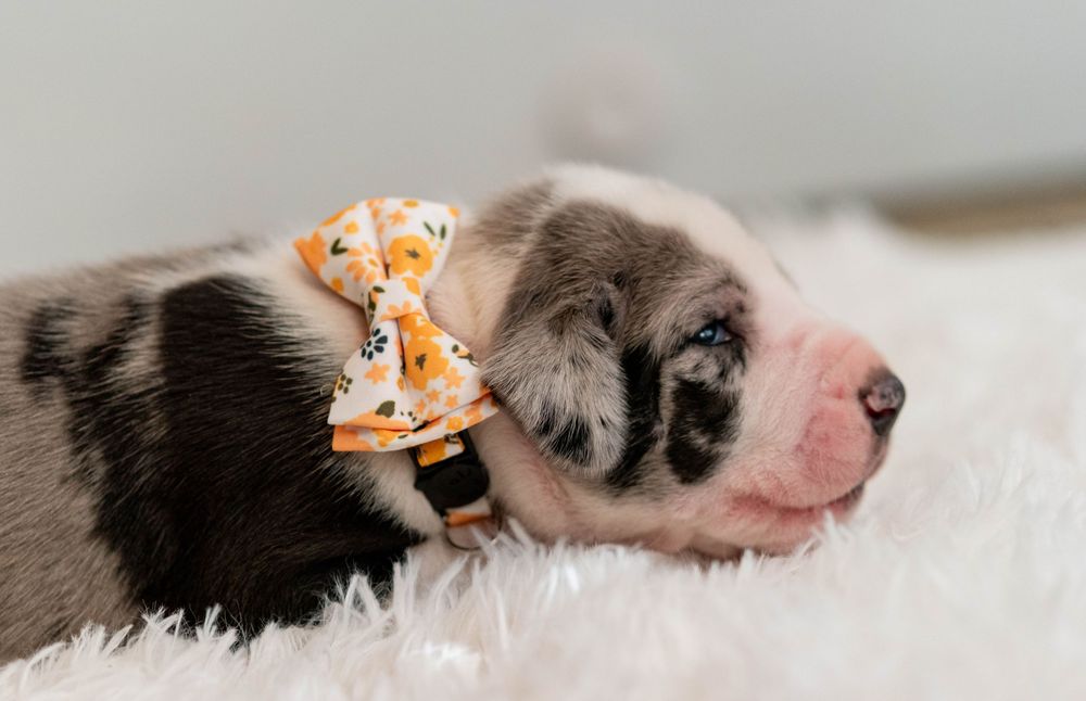 Newborn puppy with blue eyes wearing an orange floral bow tie resting on a white fluffy blanket.
