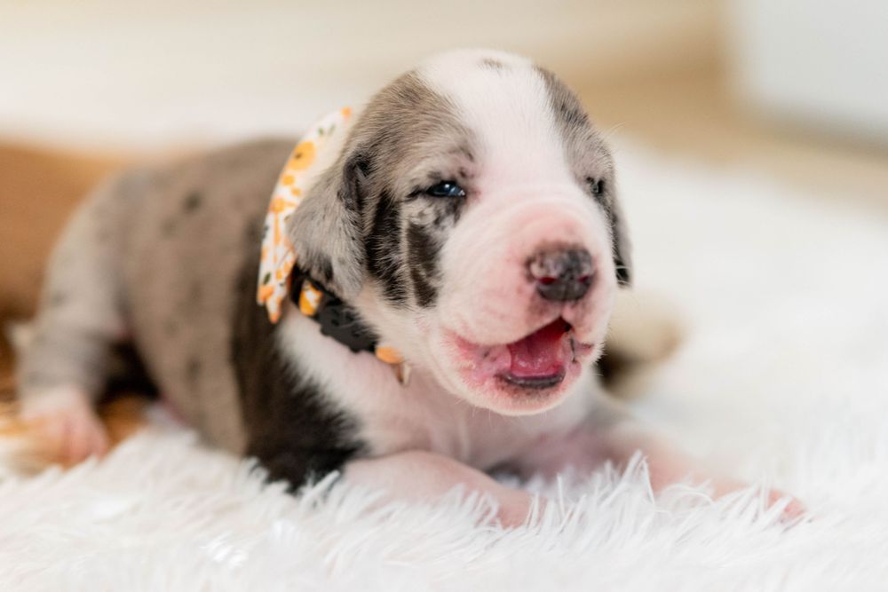 Adorable newborn Great Dane puppy with merle markings and orange collar lying on white fluffy blanket.