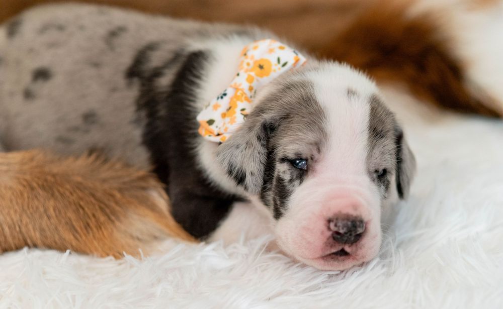 Adorable merle puppy with a floral bow resting on a white fluffy surface.