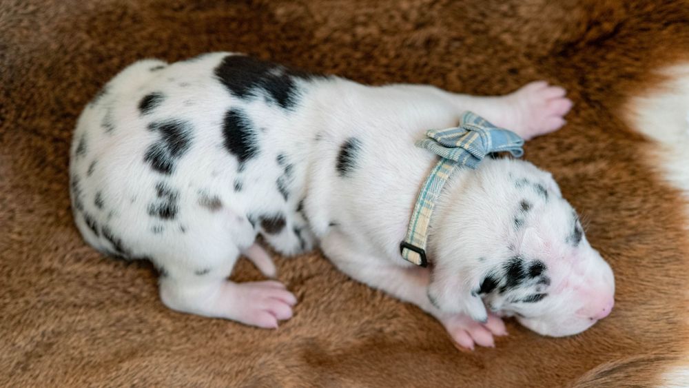 Newborn black and white spotted puppy wearing a plaid harness sleeping on a brown fuzzy blanket.