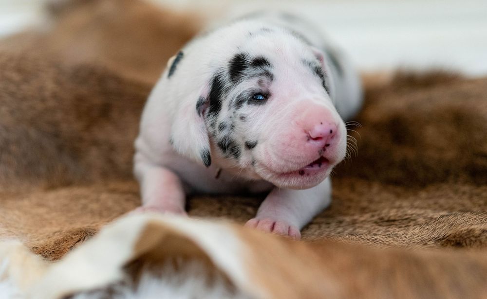 Newborn Great Dane puppy with black spots lying on a brown fur blanket, eyes still closed.