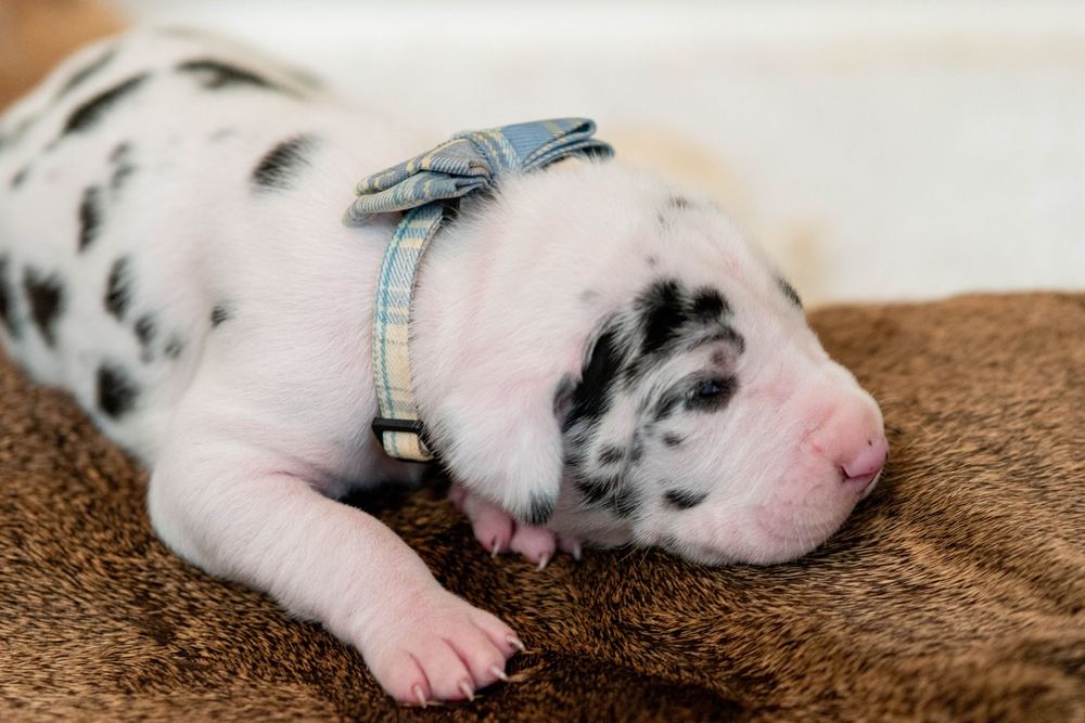 Newborn Great Dane puppy with black spots sleeping on brown blanket wearing a small plaid blue collar.
