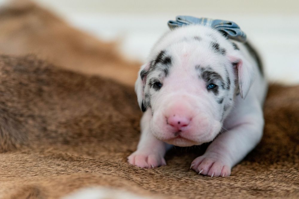 Newborn Great Dane merle puppy with blue bow, white and black spotted coat, pink nose, resting on brown blanket.