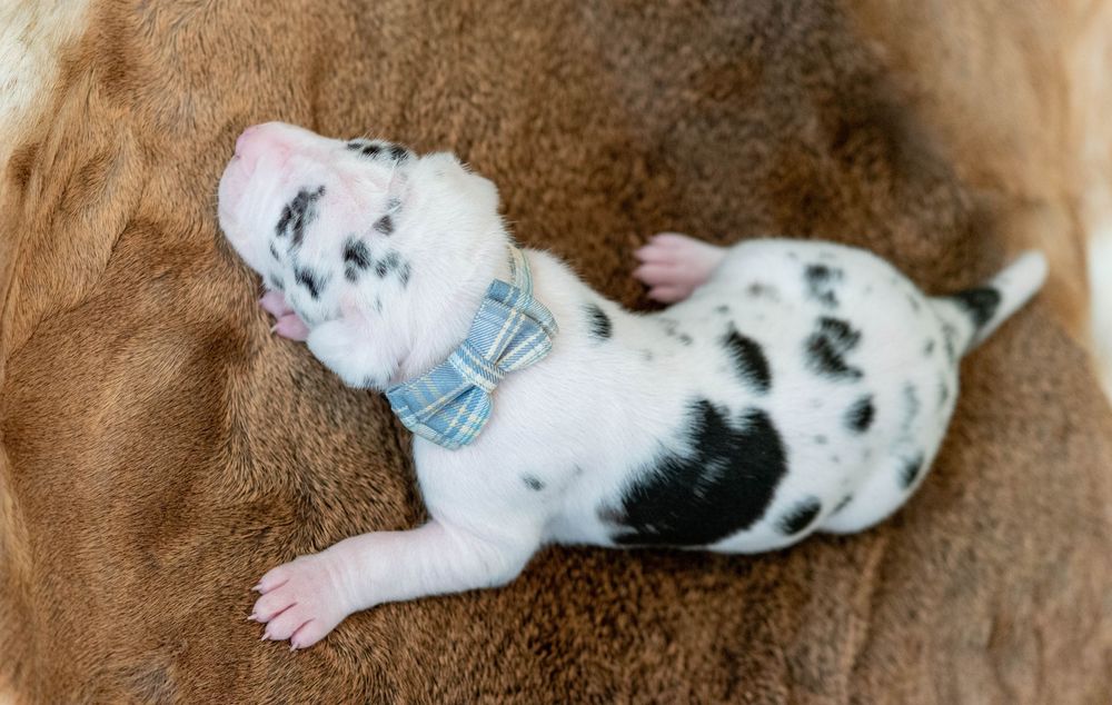 Adorable newborn dalmatian puppy wearing a blue bow tie resting on a soft brown blanket.