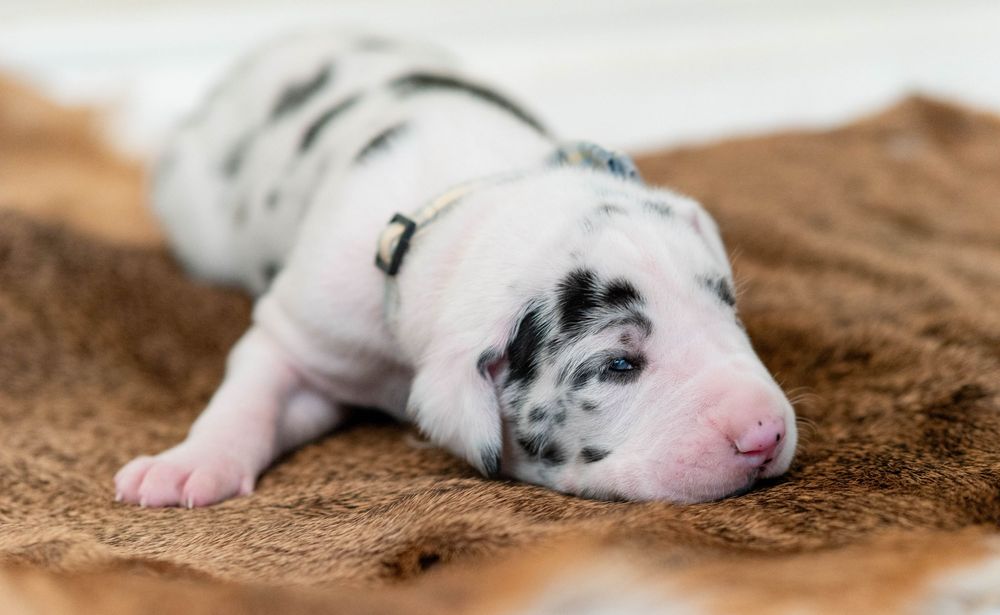 Newborn Great Dane puppy with black spots sleeping on a brown fuzzy blanket.