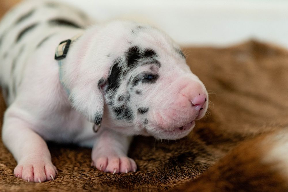 Newborn Great Dane puppy with black and white spots resting on a brown fur blanket.