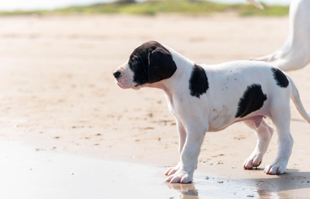 A black and white puppy stands on a sandy beach, gazing into the distance on a sunny day.
