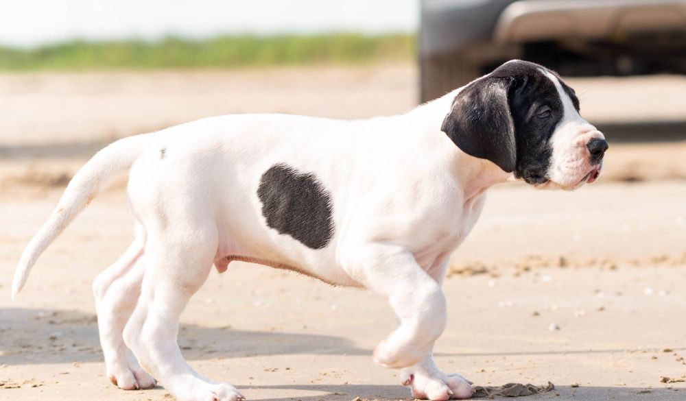 A white and black spotted pointer puppy walking on sandy ground outdoors.