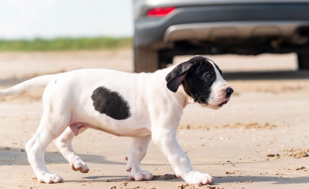 A white and black spotted puppy walks on sandy ground near a parked car.