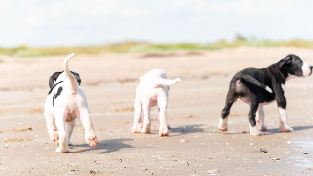 Three playful puppies walking on a sandy beach with green dunes in the background on a bright day.