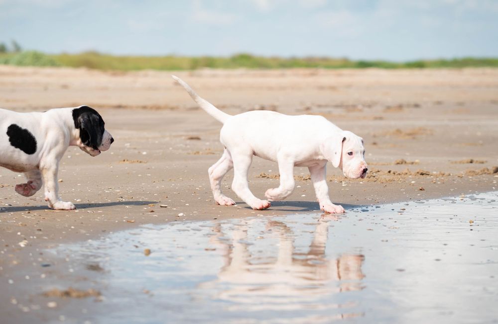 Two white puppies playing on a sandy beach near a reflective puddle on a sunny day.