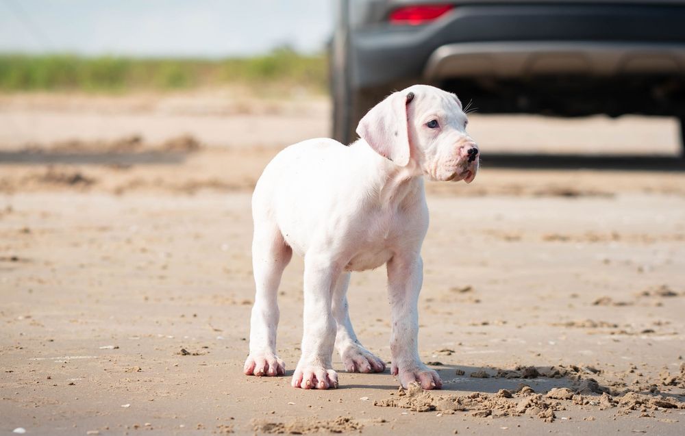 White Dogo Argentino puppy standing on sandy beach near a parked car.