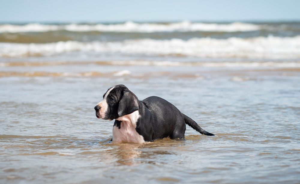 Black and white Great Dane puppy wading in ocean waves on a sandy beach.