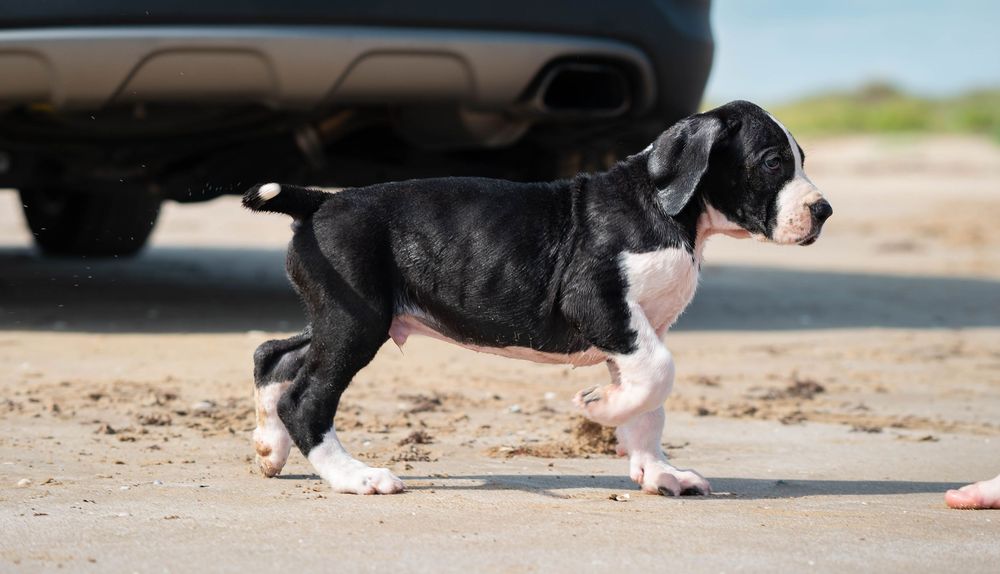 Black and white puppy walking on sandy ground near a car bumper outdoors.