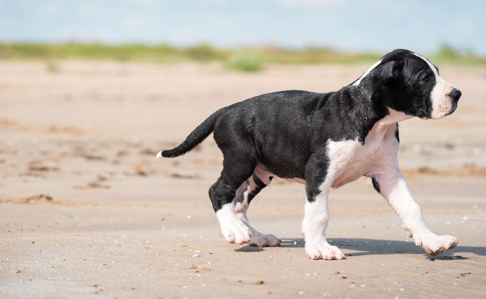 Black and white Great Dane puppy walking on a sandy beach with a confident stride.