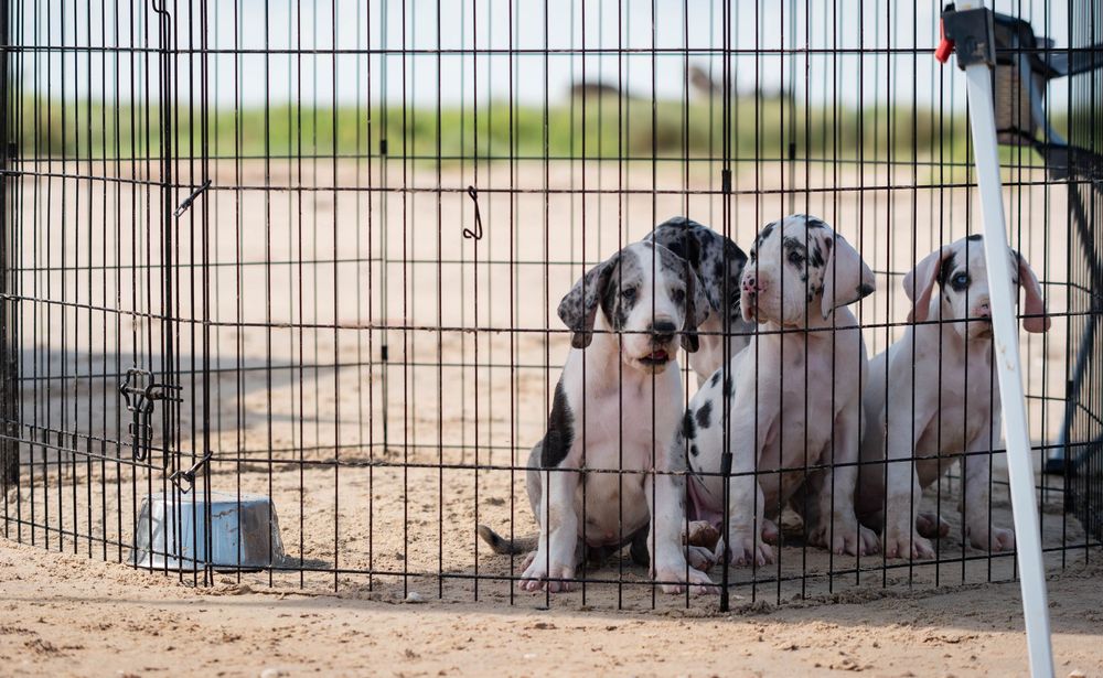 Three Great Dane puppies sitting together inside a metal wire pen outdoors on sandy ground.