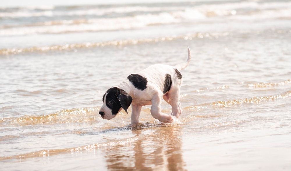Black and white puppy playing in ocean waves on a sandy beach shore.