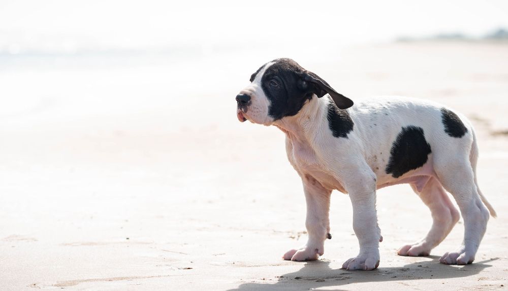 A black and white puppy stands on a sandy beach, looking alert in bright natural light.