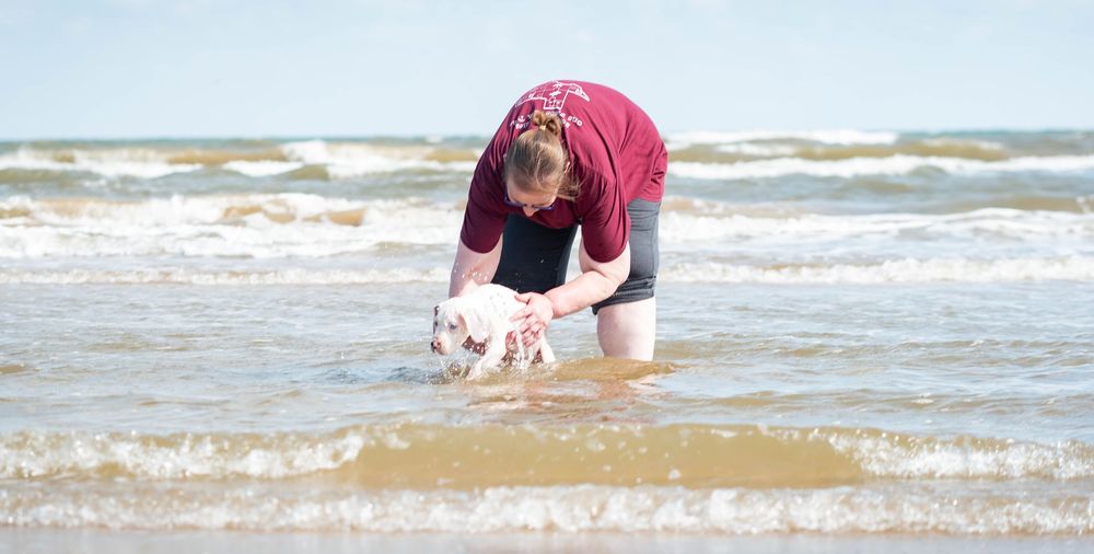 Person bending down to hold a small dog in shallow ocean waves on a sandy beach.