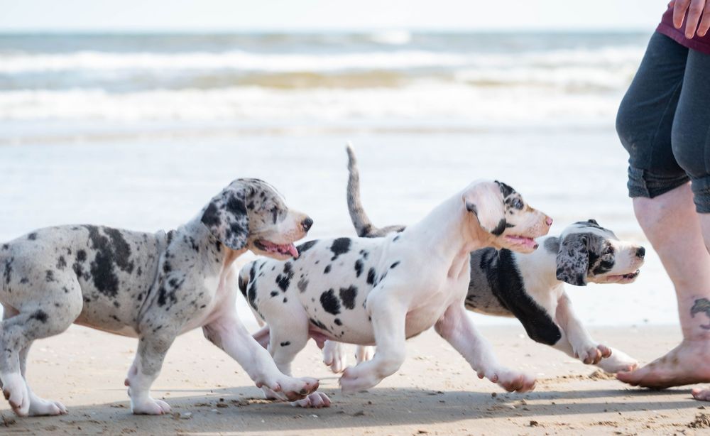 Three Dalmatian puppies running playfully on a sandy beach near the ocean beside a person's legs.