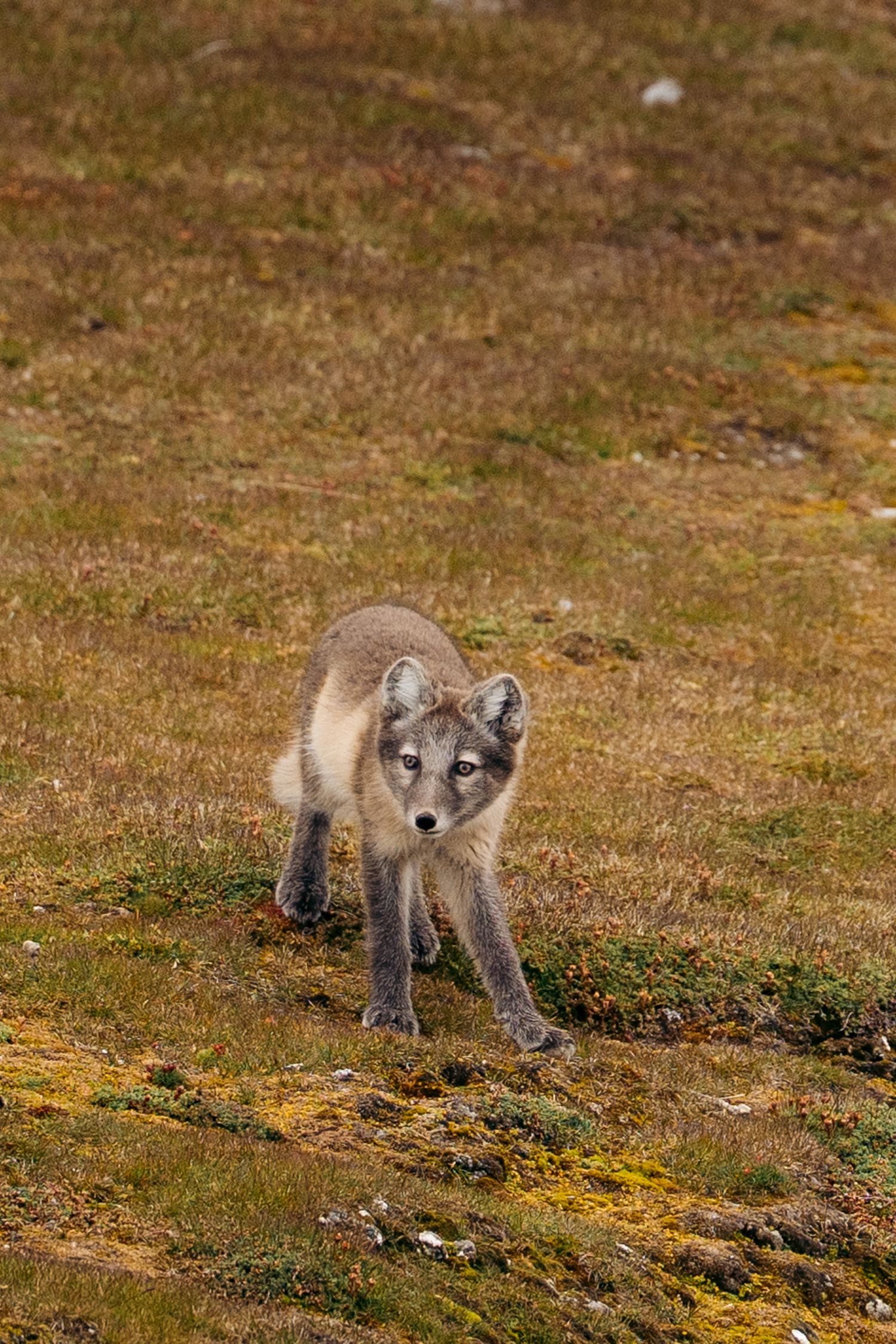 Renard arctique avançant de face sur les mousses vertes et rousses de Gnålloden