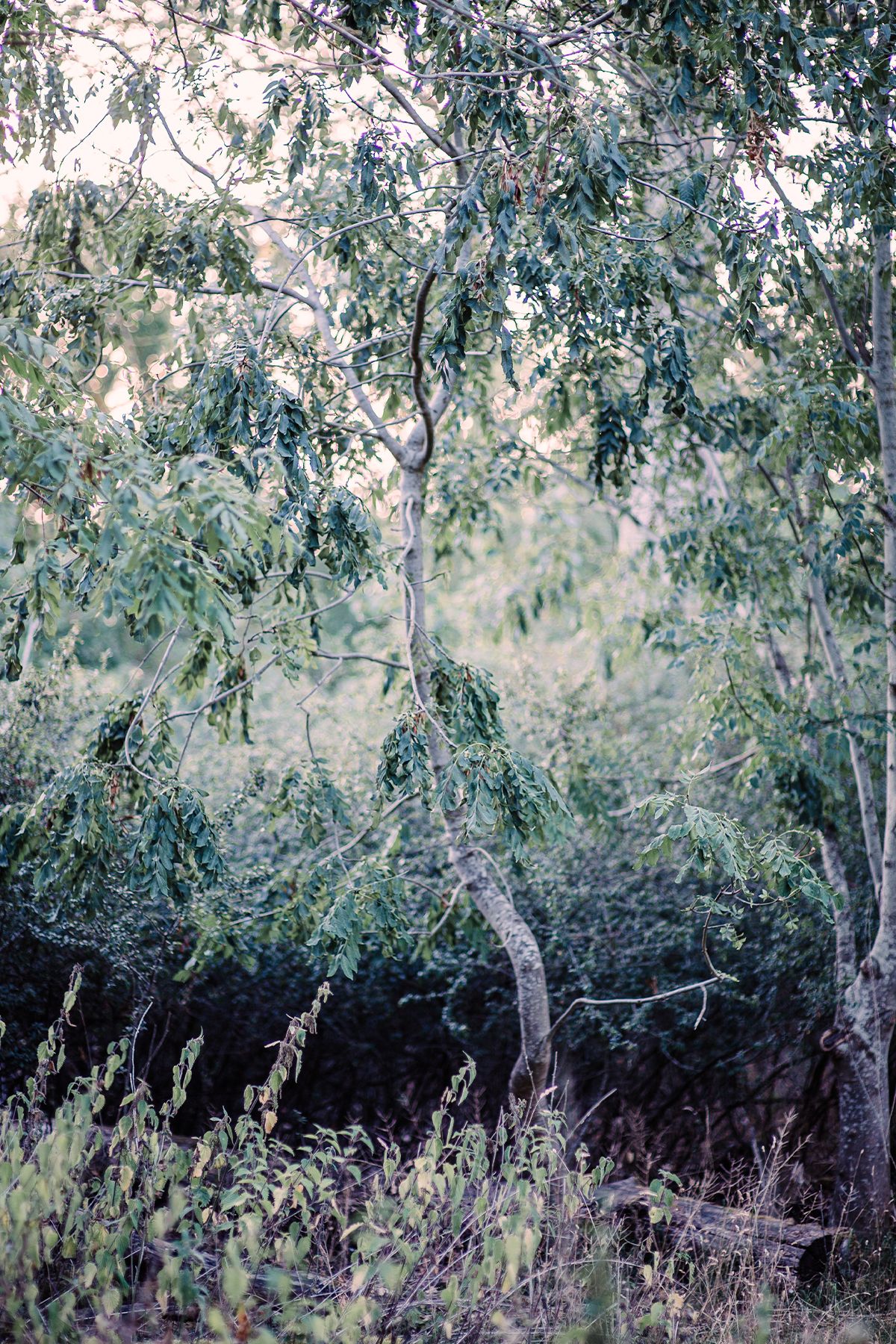 Ash trees struggling in the drought in a natural UK woodland setting with soft natural lighting.