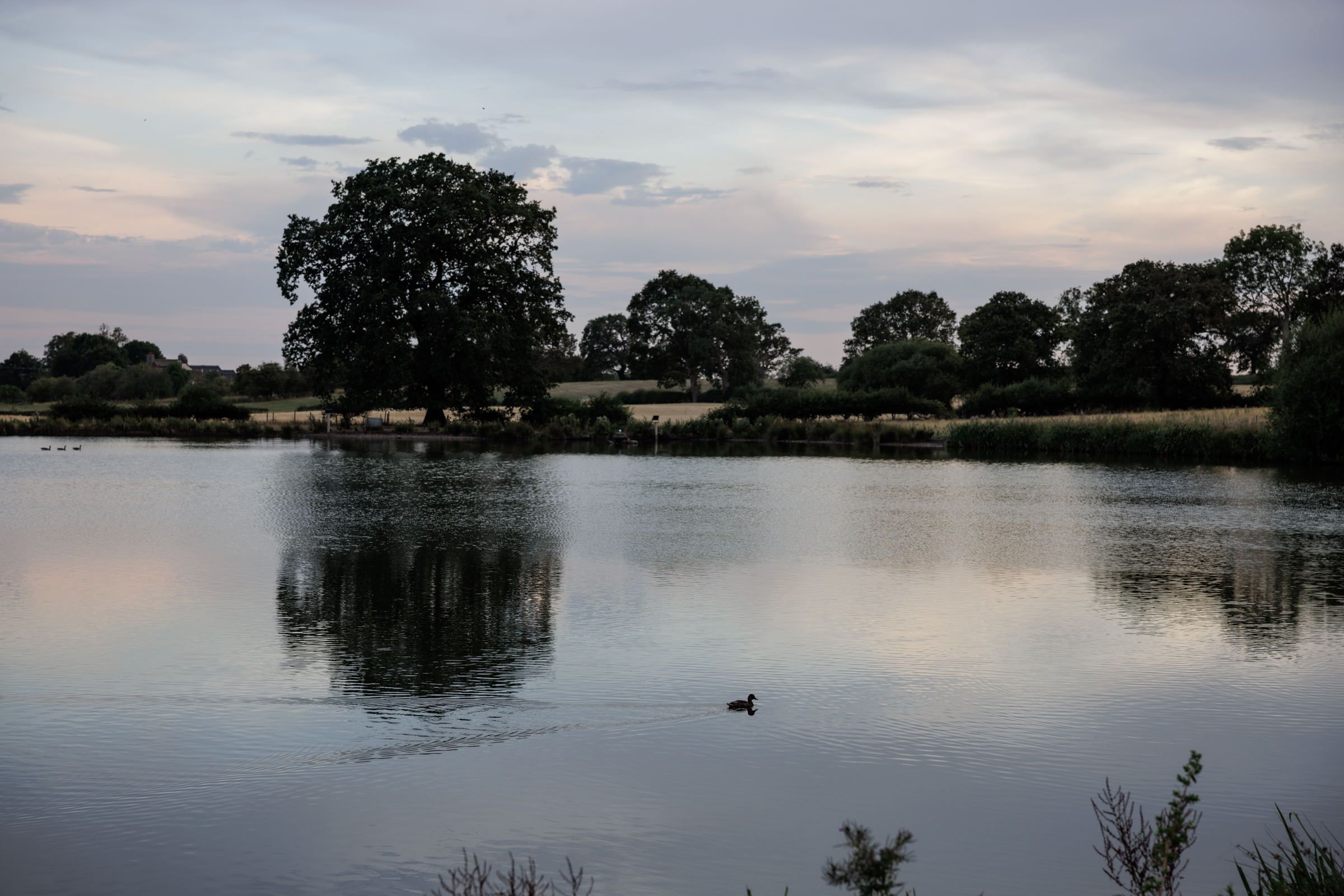 Tranquil lake reflecting trees and pastel sunset sky at dusk with a duck swimming in calm water.