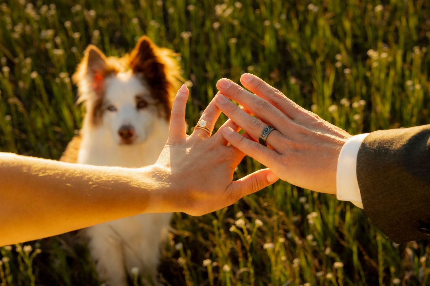 Couple touching hands with wedding ring in a sunlit field, with a border collie dog in the background.