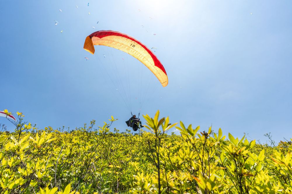 Paraglider with red and yellow canopy soaring over vibrant yellow flowering fields under a bright blue sky.