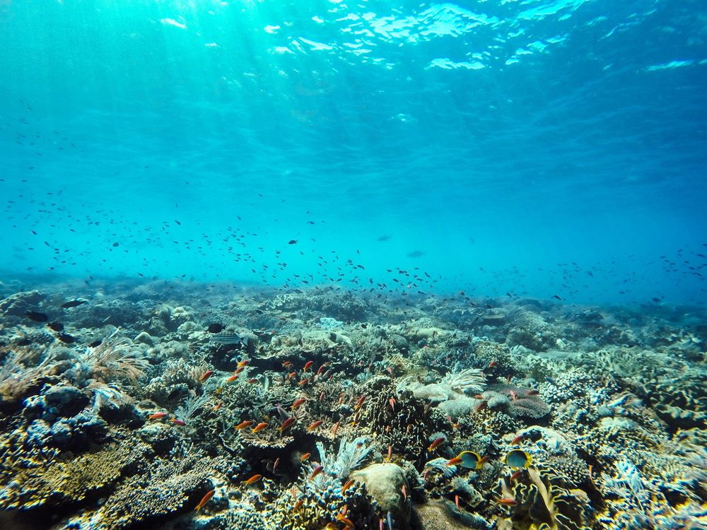 Vibrant underwater coral reef teeming with tropical fish and colorful corals in crystal clear blue ocean water.