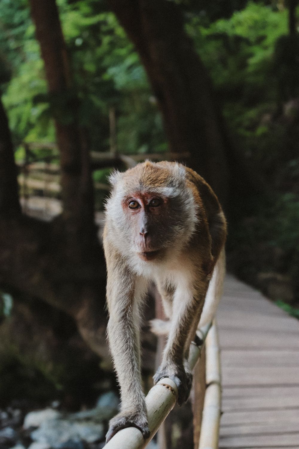 Wild macaque monkey walking on bamboo bridge railing in a lush green tropical forest.