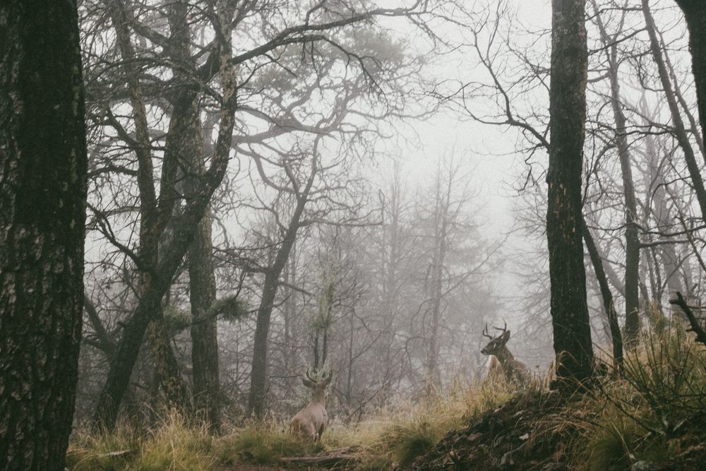 Two deer standing among bare misty trees in a foggy atmospheric forest landscape.