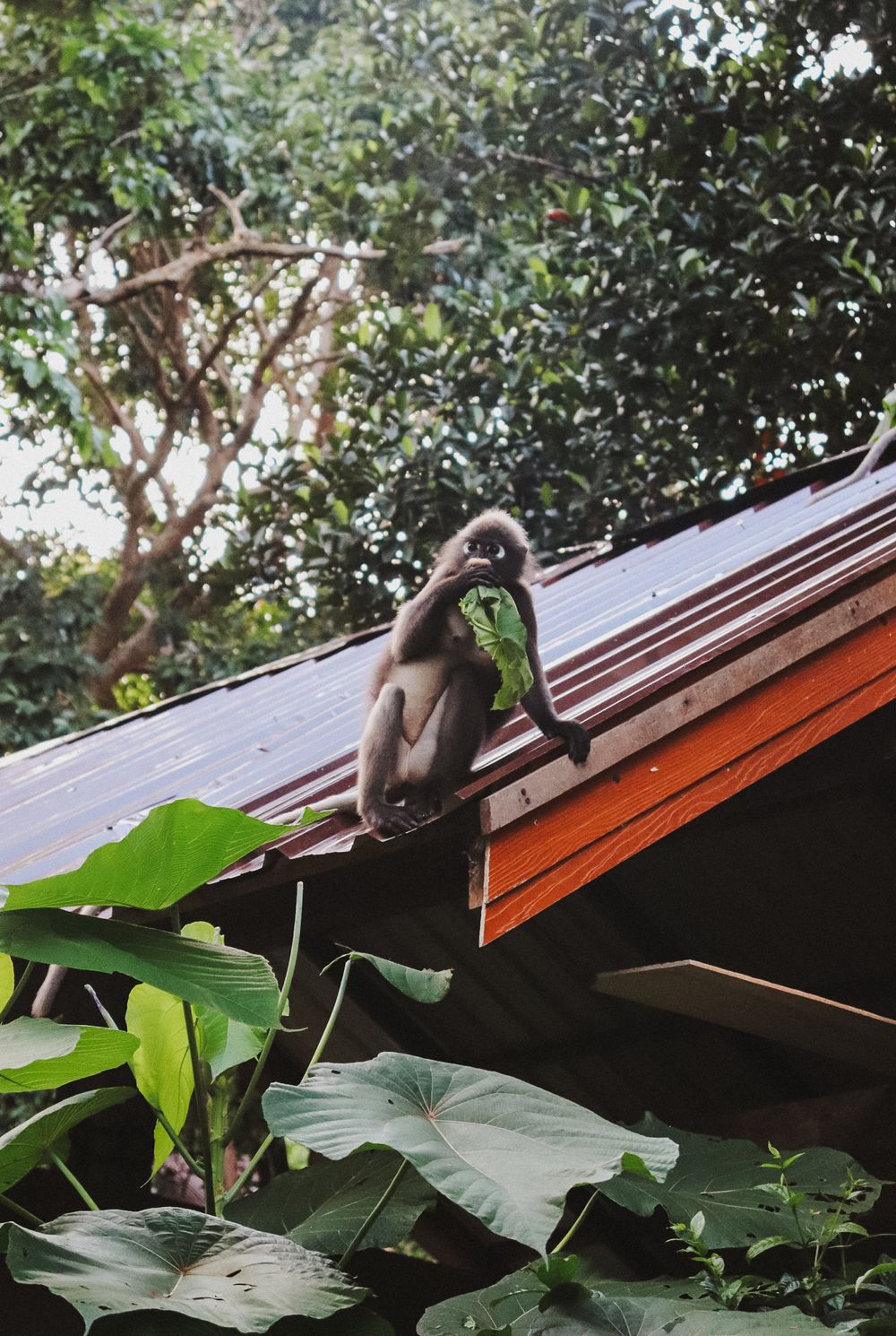Wild gray langur monkey sitting on a red metal roof eating leaves surrounded by tropical trees.