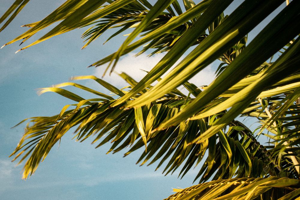 Lush green palm tree fronds swaying against a clear blue sky in tropical setting.