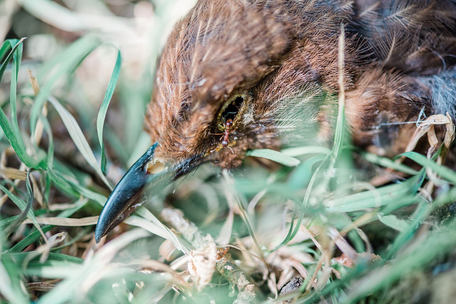 Close-up of a dead blackbird with woodland ant in eye socket amongst green grass on woodland floor.