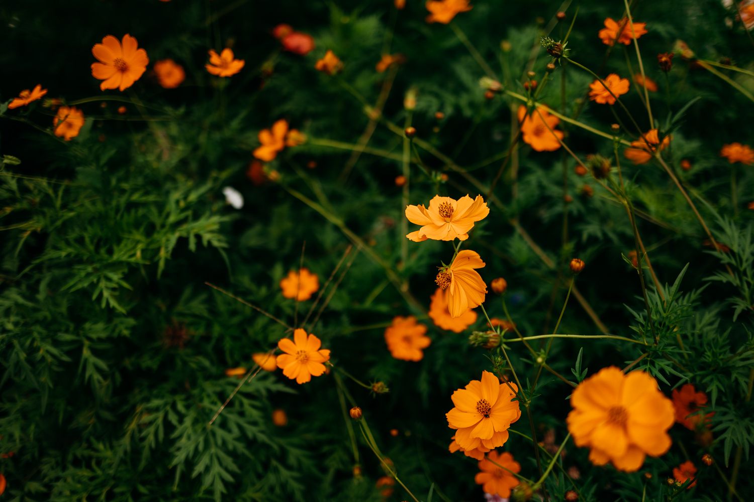 Orange flowers.