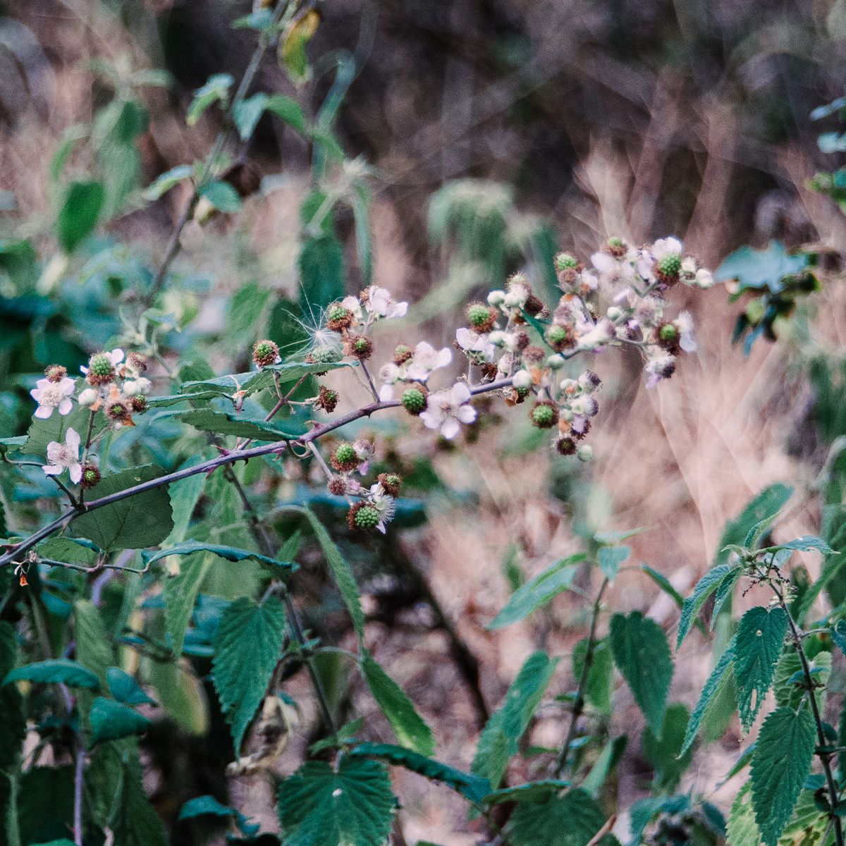 Wild blackberry bush with small white blossoms and unripe green berries among lush green foliage in a natural woodland setting.